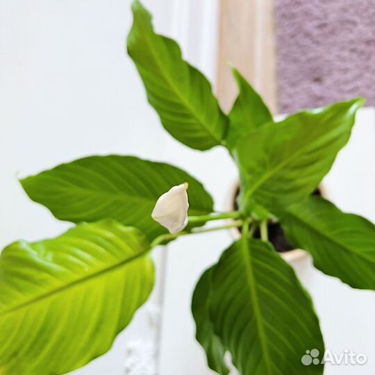 Спатифиллум - цветы любви