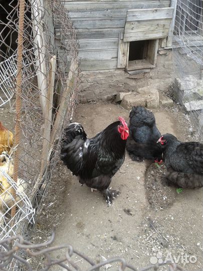 Петухи брамы светлая и палевая