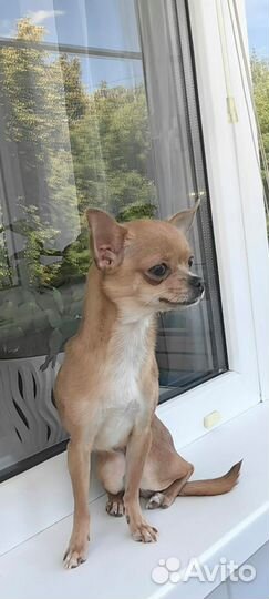 Собака чихуа хуа