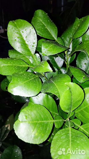 Черенки Помело Вьетнамское