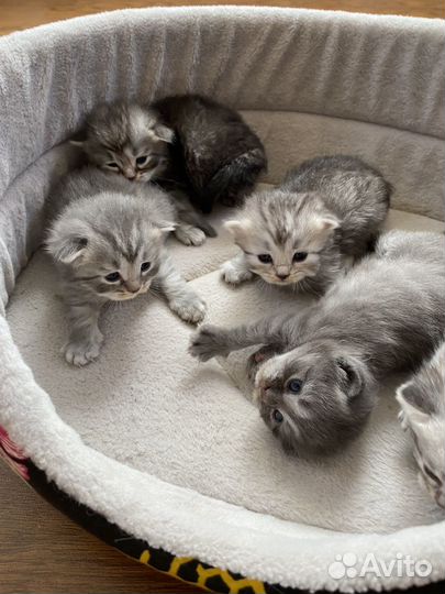 Британские котята