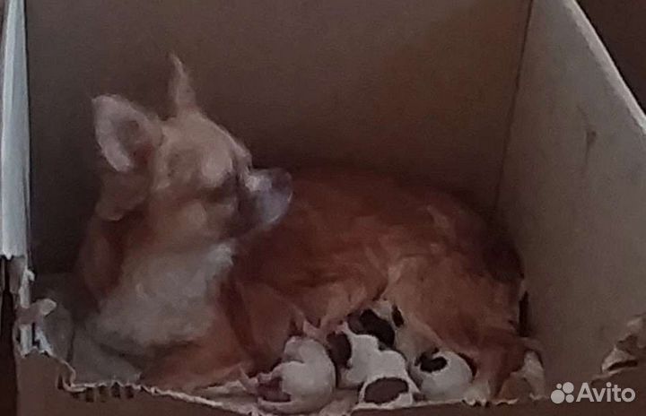 Щенки чихуахуа длинношерстные