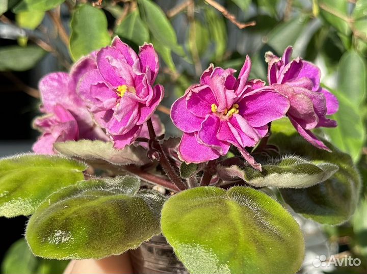 Фиалка (детки, стартеры)