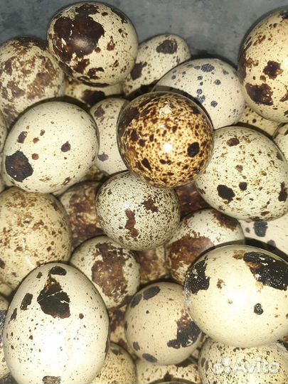 Яйцо домашнее перепелиное
