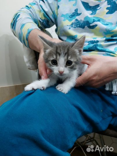Котята от мышеловки