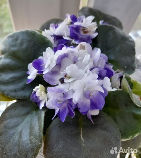 Детки сортовых фиалок