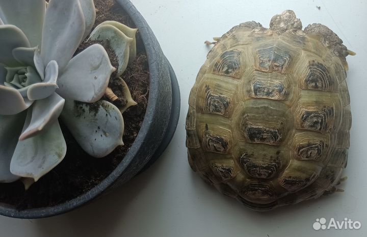 Пара сухопутных черепах