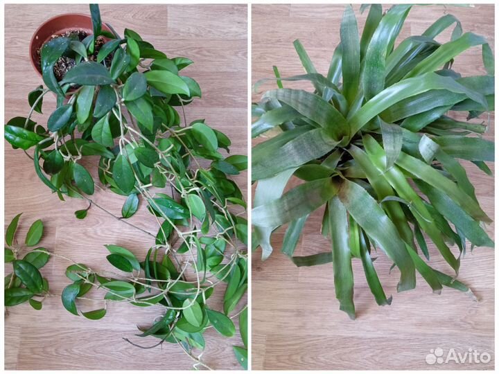 Комнатные растения цветы