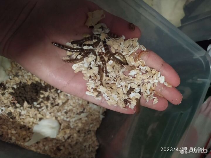 Сверчок очищеный банановый(заморозка)