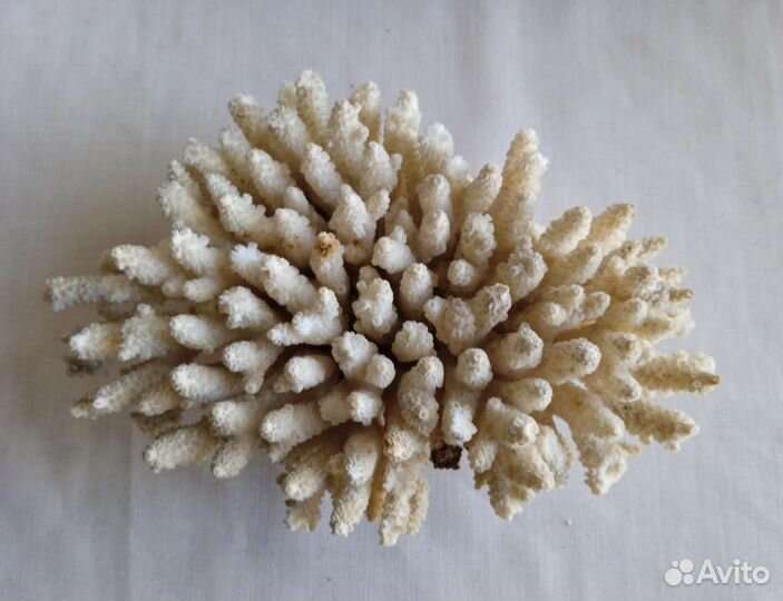 Морские кораллы