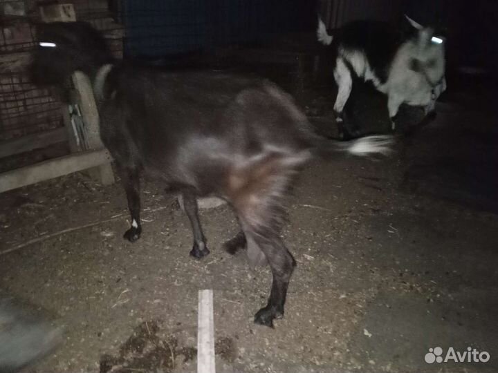 Зааненская коза