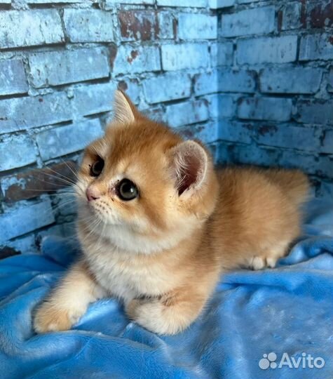 Британские кошечки золотого окраса