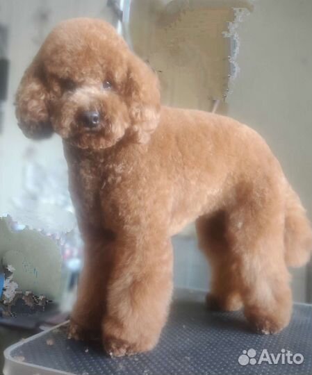 Cтрижка,тримминг(щипка) собак заволга