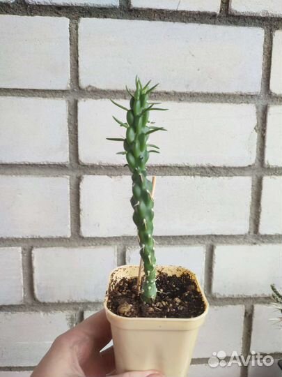 Austrocylindropuntia