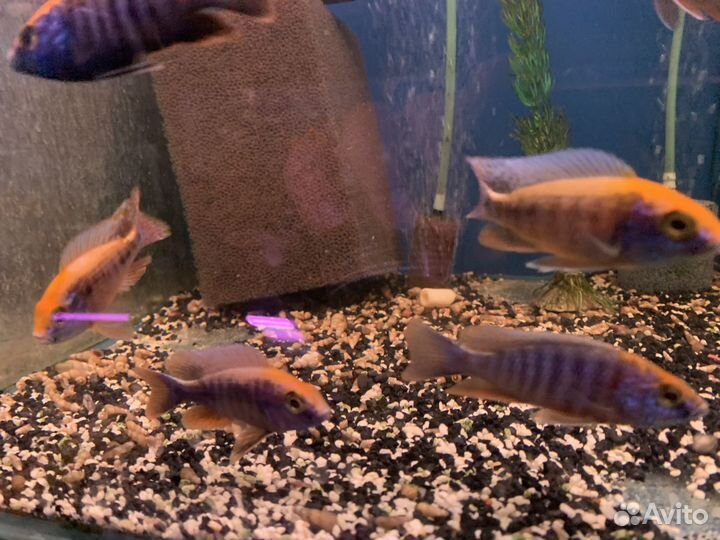 Малавийские цихлиды