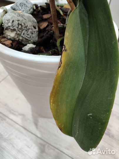 Орхидея фаленопсис