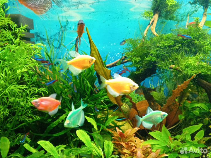 Тернеции гло