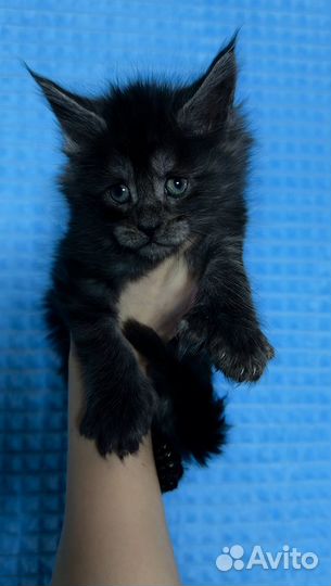 Котенок мейкун