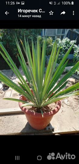 Розы и другие цветы