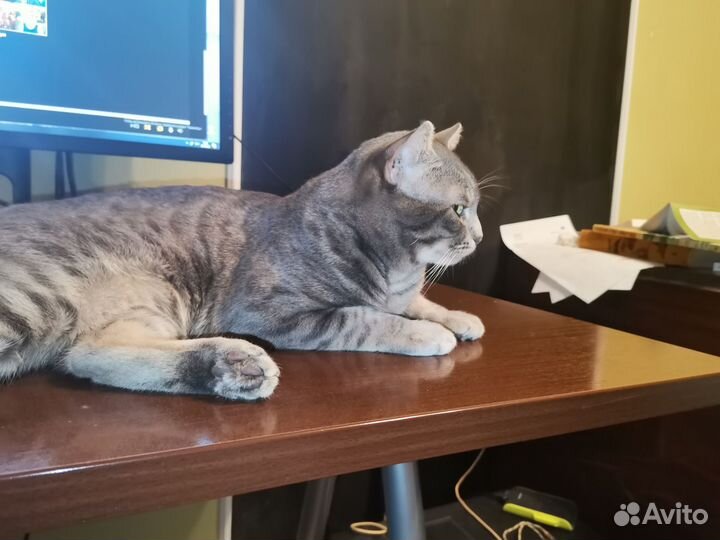 Кот на вязку