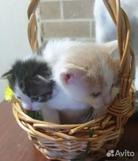 Турецкий Ван. Котята