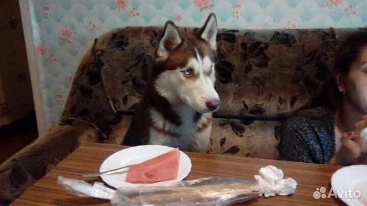 Сибирский хаски