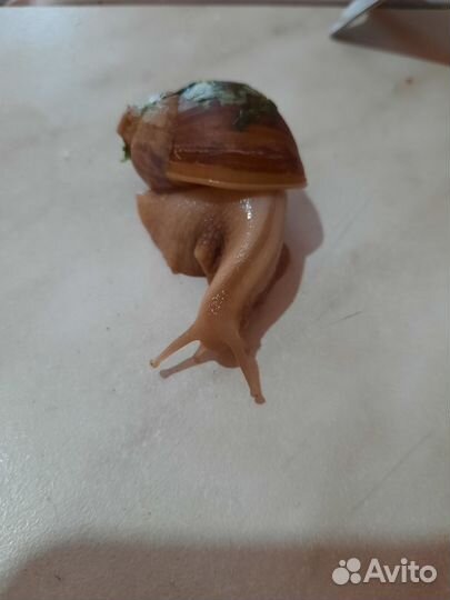 Улитки ахатины