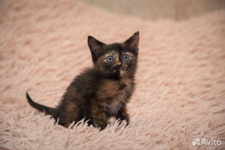 Регина очень нуждается в доме