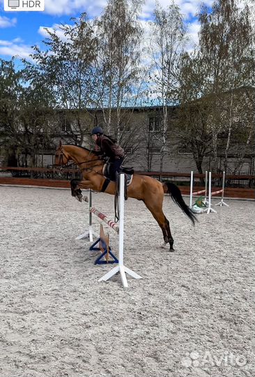 Ахалтекинский жеребец