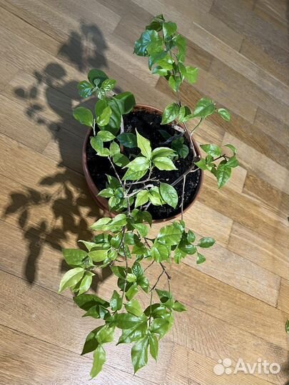 Бугенвиллия