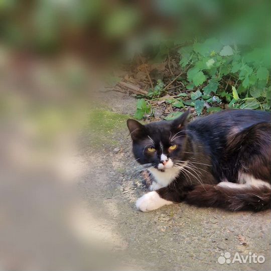 Рыбачок Васька