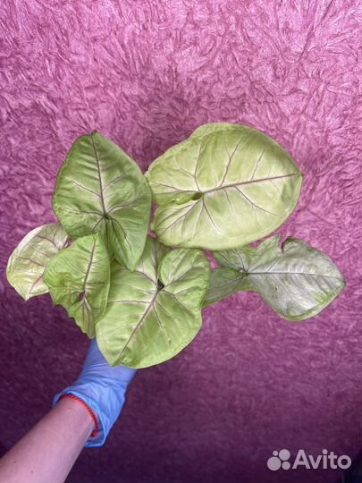 Сингониум потеряшка