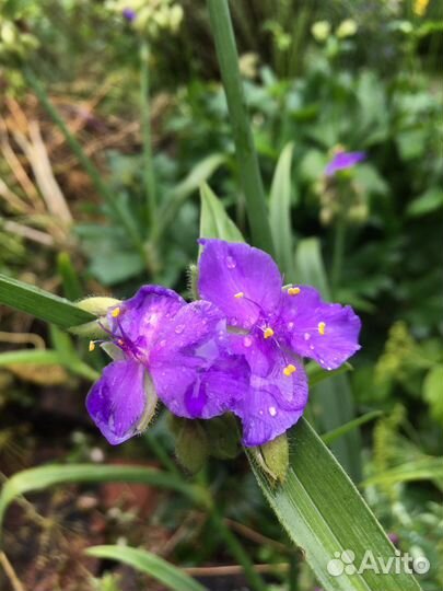 Традесканция садовая многолетняя