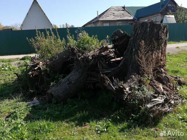 Выкорчеванные пни лиственницы