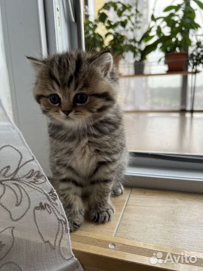 Британский пятнистый котенок