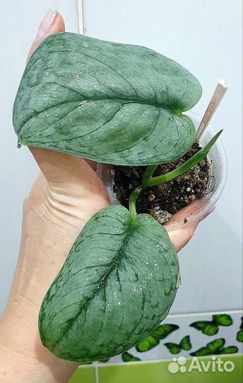 Сциндапсусы сортовые