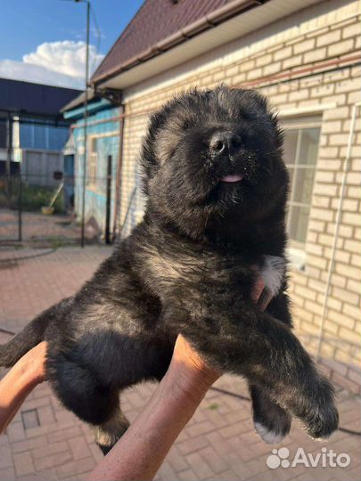 Кавказская овчарка продажа щенков