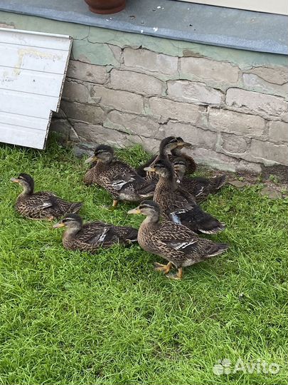 Утки подсадные для охоты