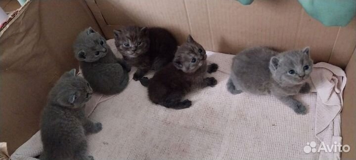 Британские котята