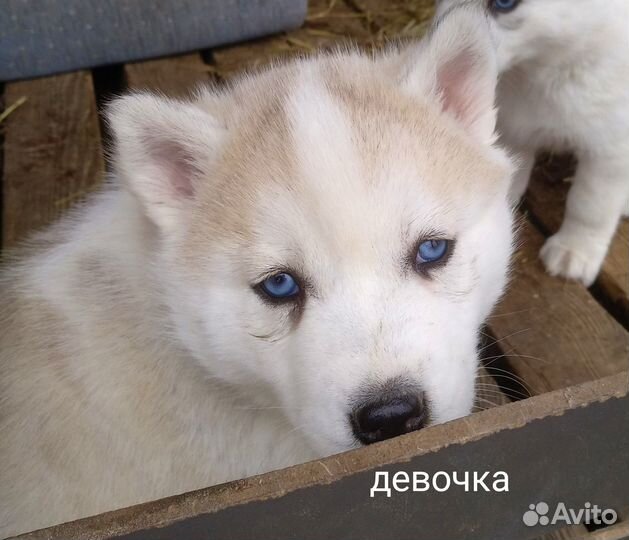 Щенки сибирской хаски