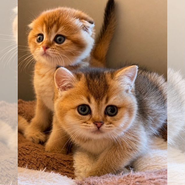 Шотландский прямоухий короткошёрстный котёнок