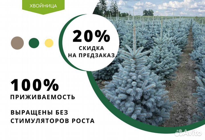 Ель голубая 2 м