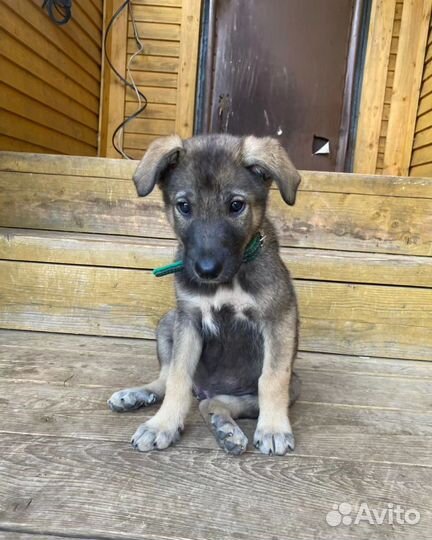 Щенки метисы овчарки с непростой судьбой