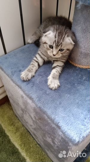 Британские котята
