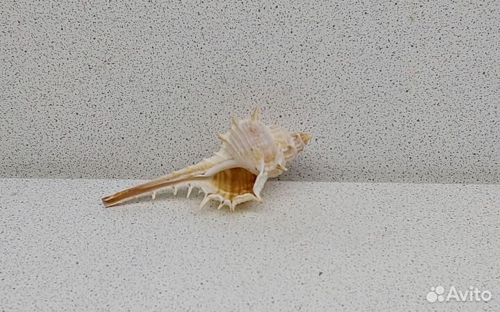 Мурекс Трапа 7,60 морская ракушка раковина