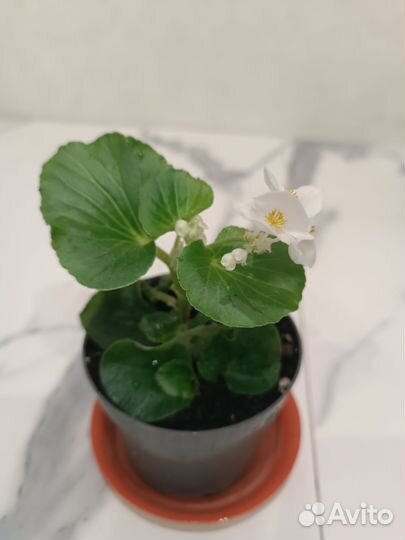 Бегония вечноцветущая