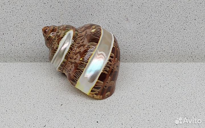 Турбо Петхолатус с полосой 7,1 морская ракушка