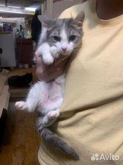 Котёнок 8 мес девочка