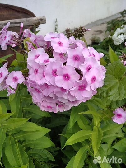 Флоксы сортовые.На посадку
