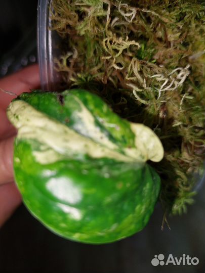 Эпипремнум т 02